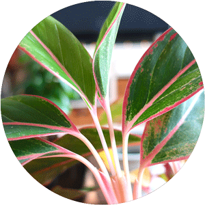 Chinese Evergreen Houseplant with pink stems and leaf edges.